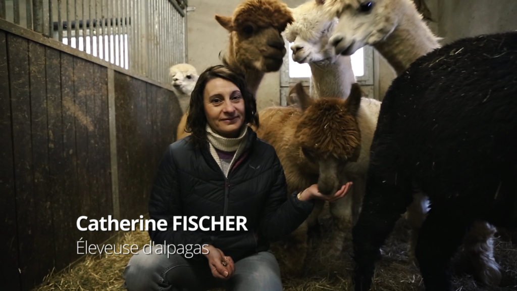 Catherine Fischer, éleveuse d'alpagas