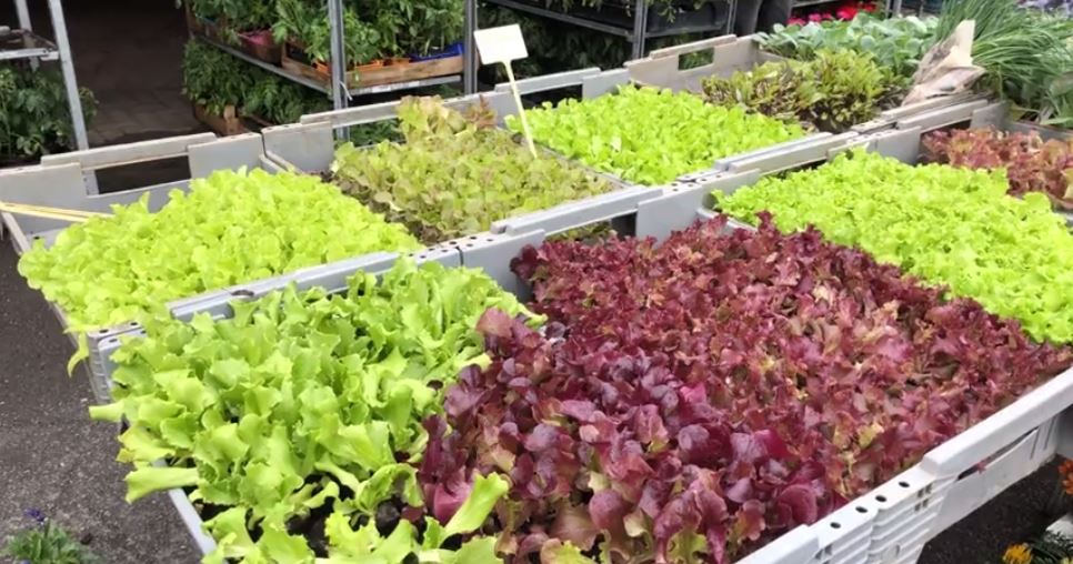 Des commandes de fleurs et de plants à Walschbronn