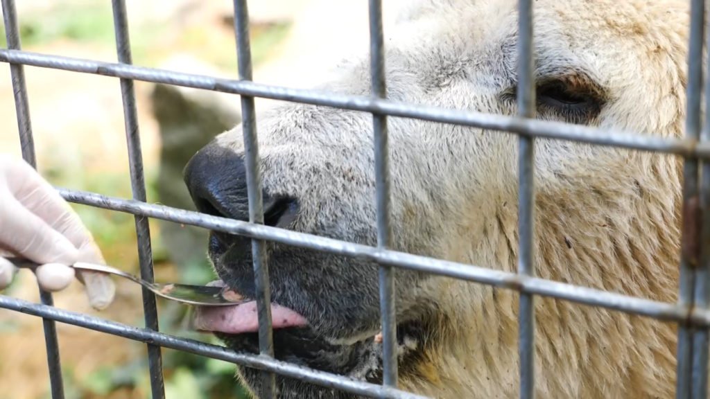 Le zoo d'Amnéville soignent ses pensionnaires en attendant...