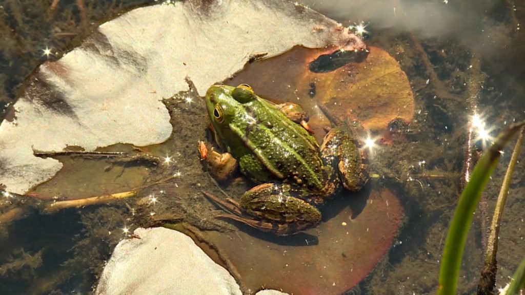 Quand la nature reprend toute sa place