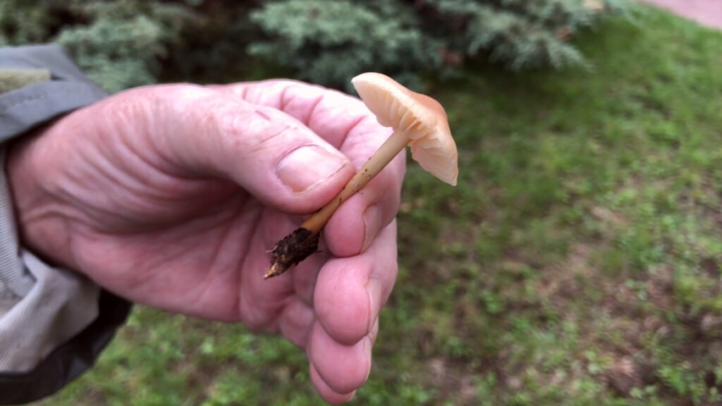 La belle saison des champignons