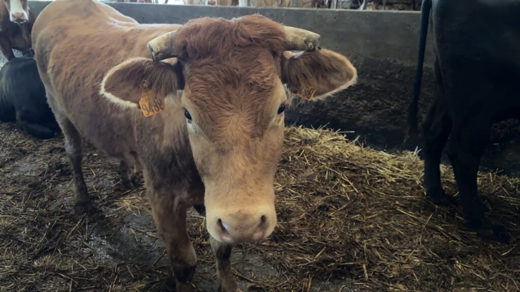 À Blies-Guersviller, à la Ferme de la Vallée, on a pris soin des animaux