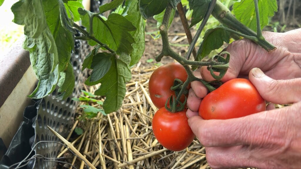 Côté canal : du potager aux assiettes