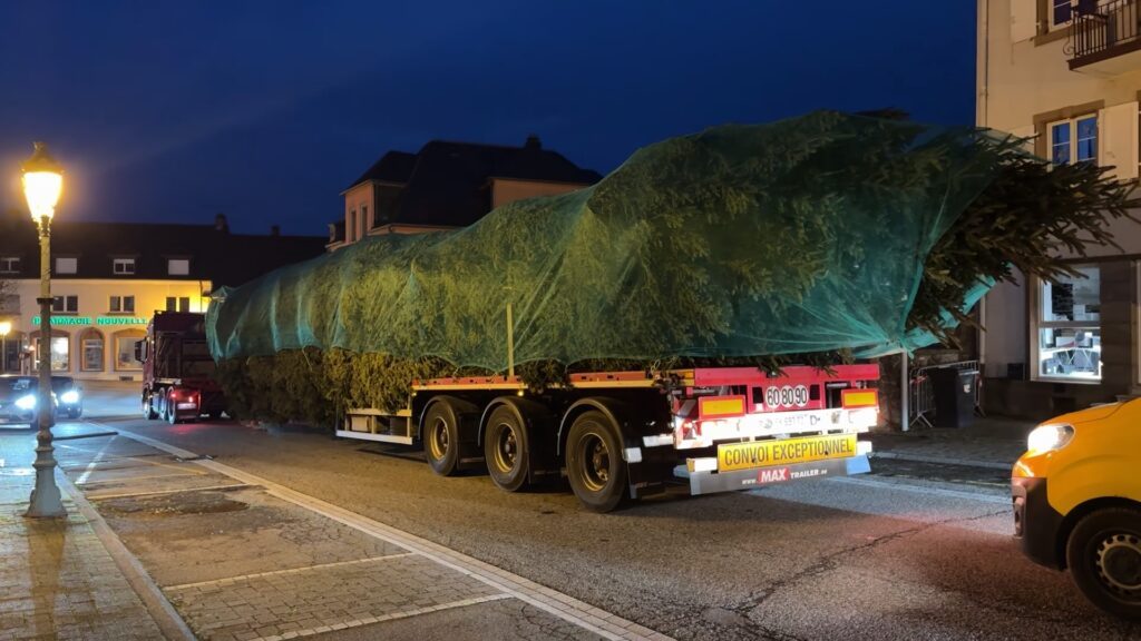 Le sapin de Noël de Strasbourg en transit à Rohrbach