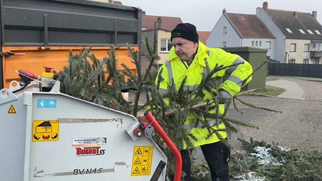 Les sapins revalorisés à Rohrbach-lès-Bitche