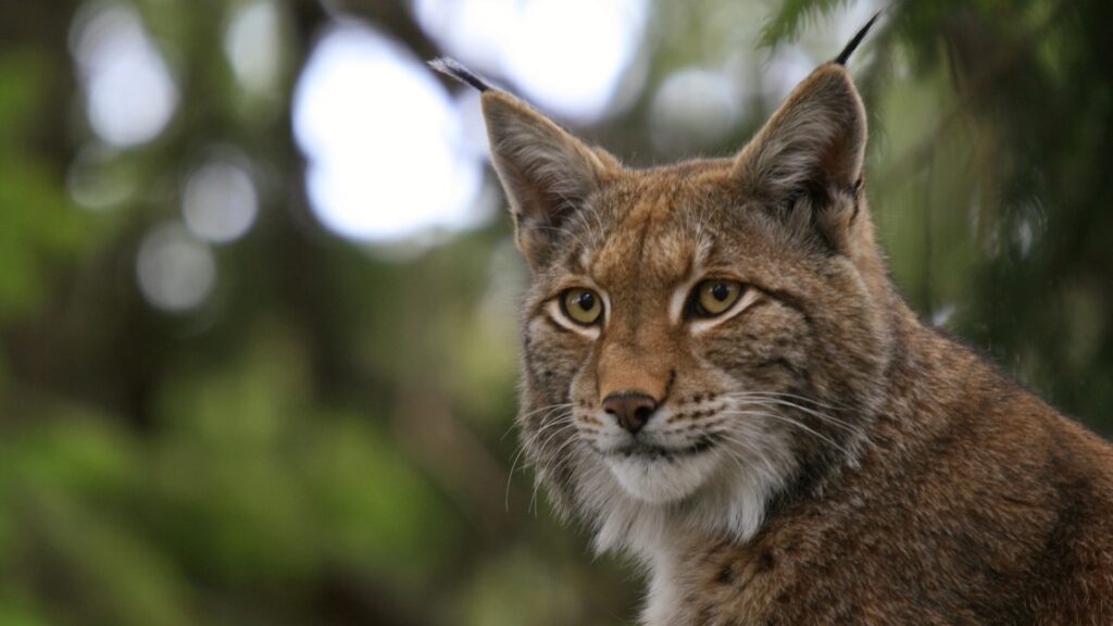 Combien de lynx vivent entre le Palatinat et les Vosges du Sud ?